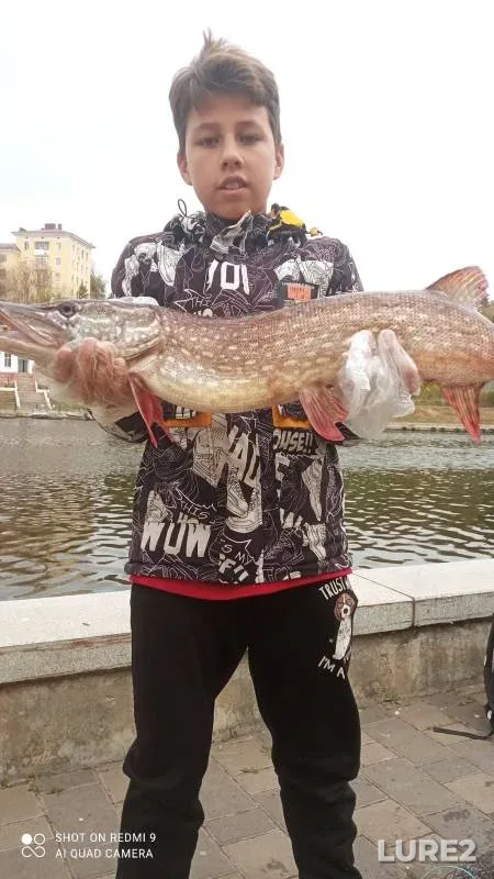 Щука, Судак