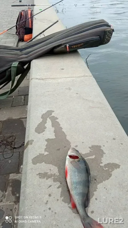 Окунь