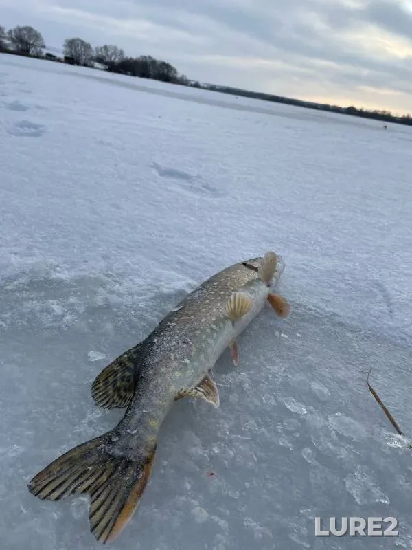 Щука