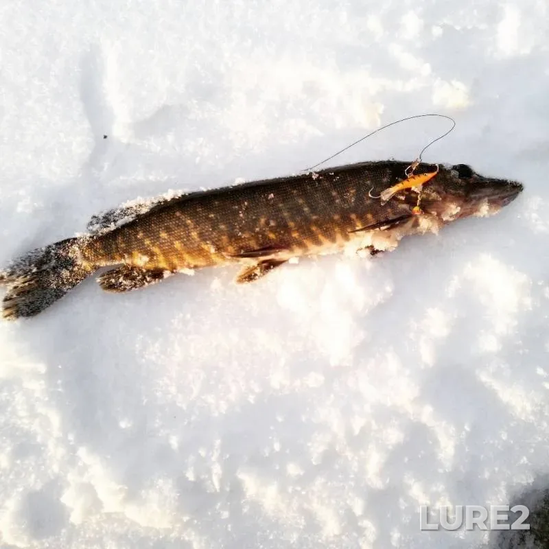 Щука