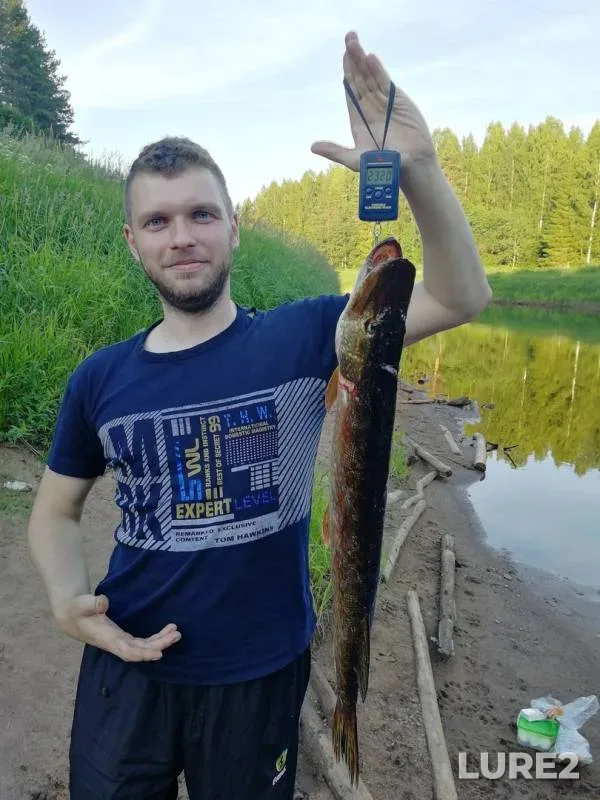 Щука