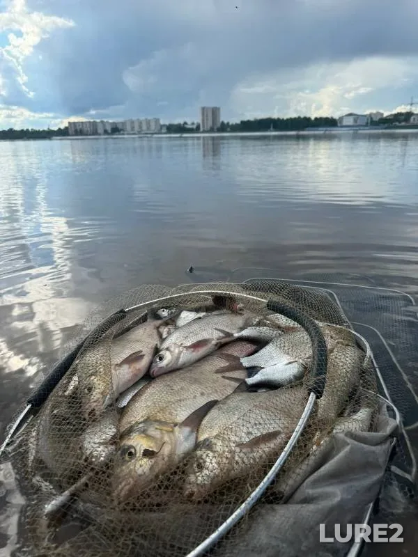 Лещ