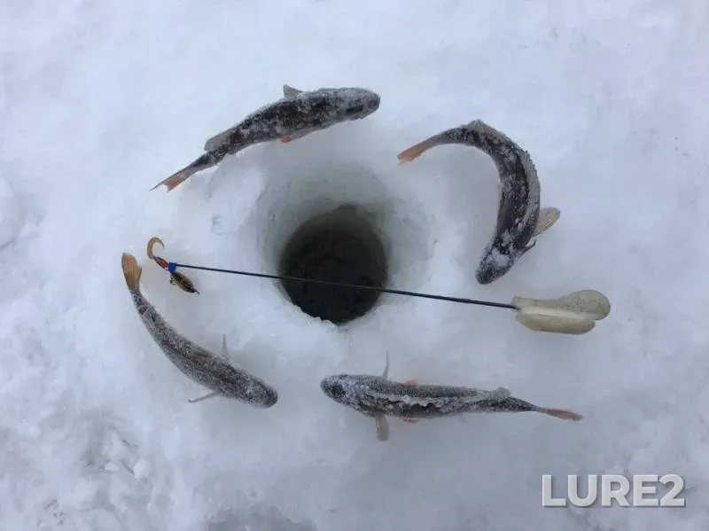 Окунь