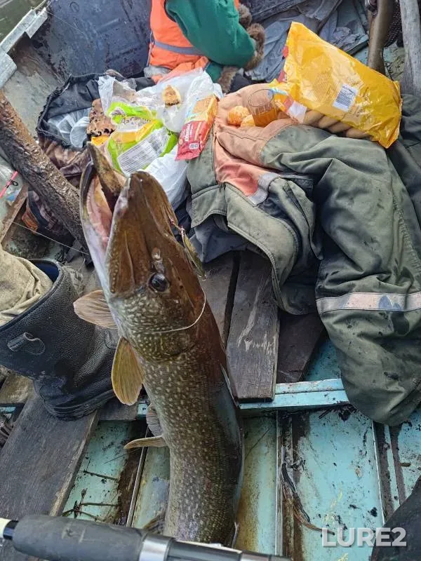 Щука