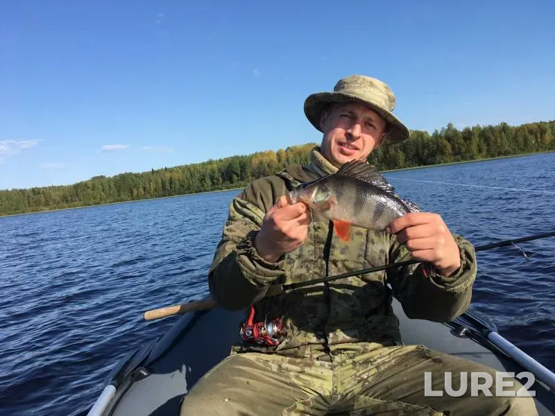 Окунь, Щука