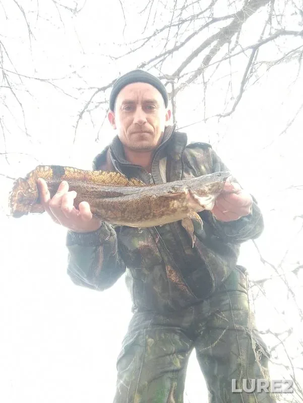 Налим