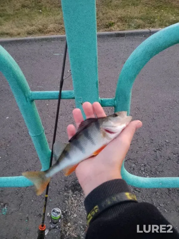 Окунь