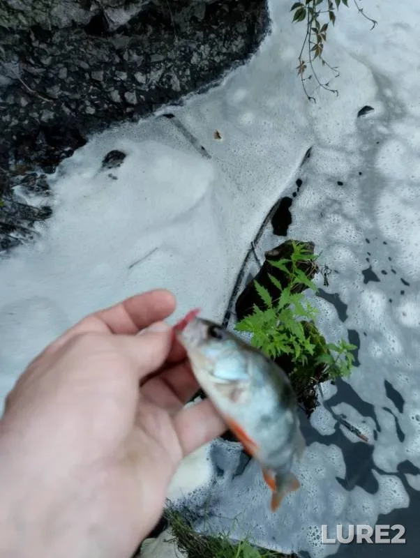 Жерех, Окунь