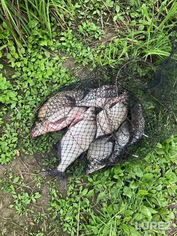 Лещ, Карась