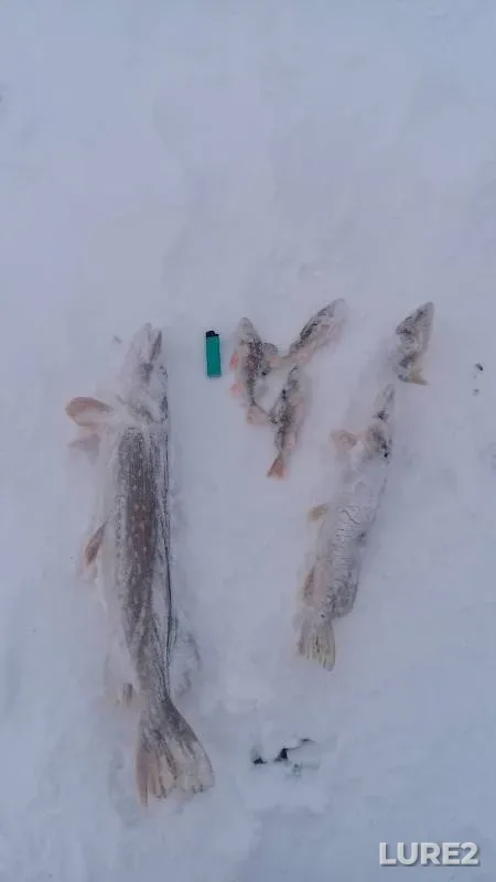 Окунь, Щука