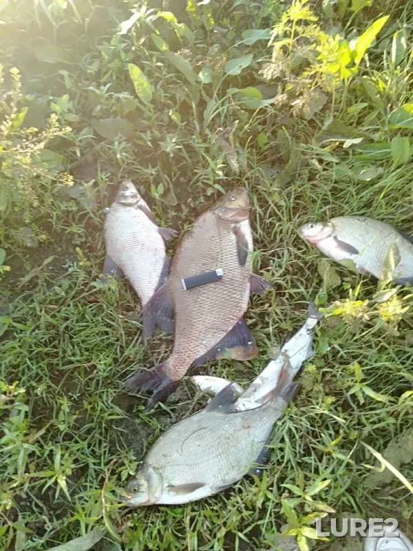 Лещ