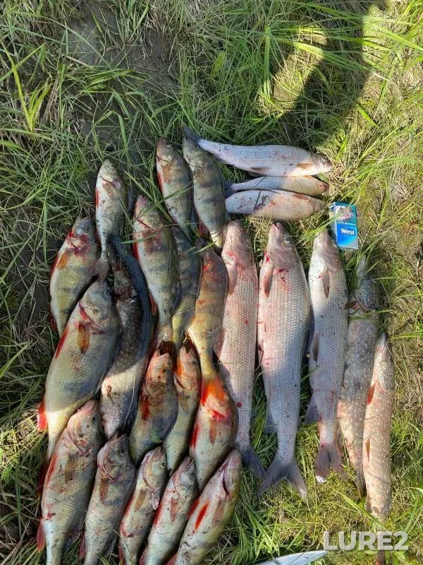 Окунь, Щука