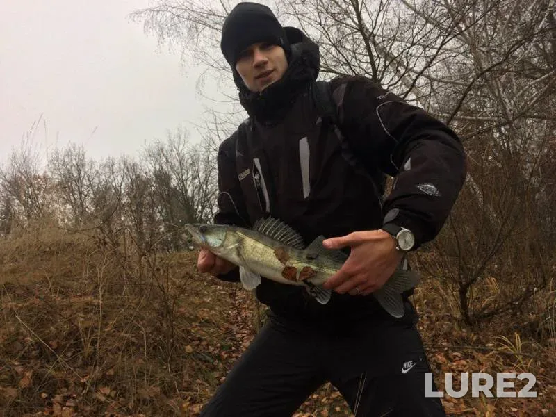 Окунь, Судак