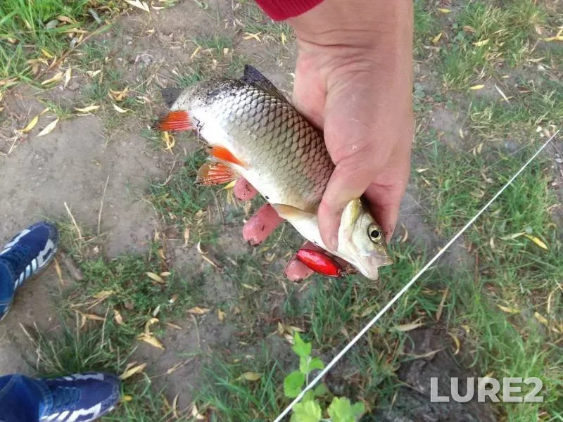 Голавль