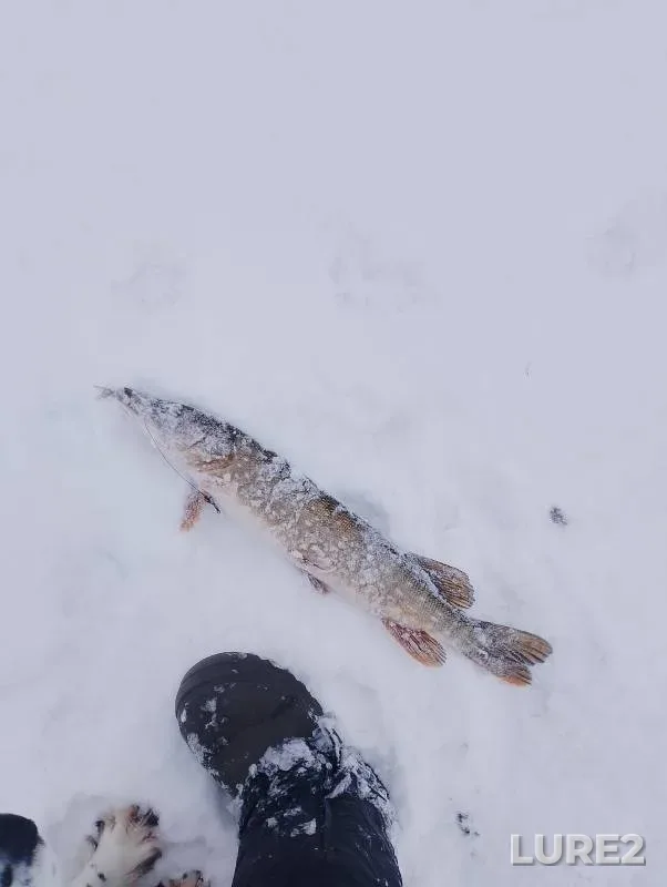 Щука