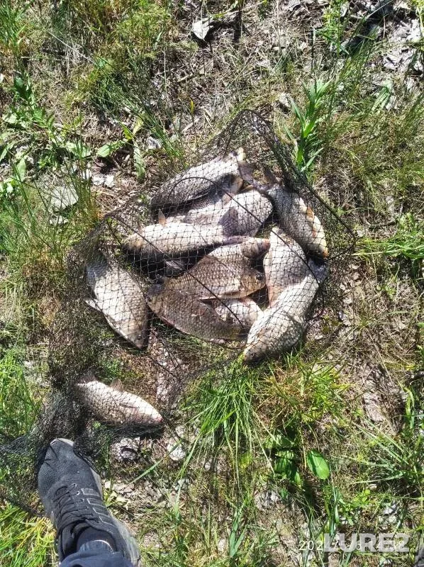 Карась