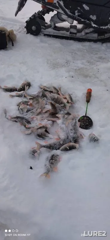 Окунь
