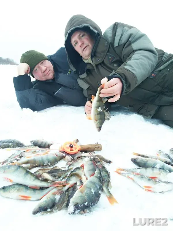 Окунь