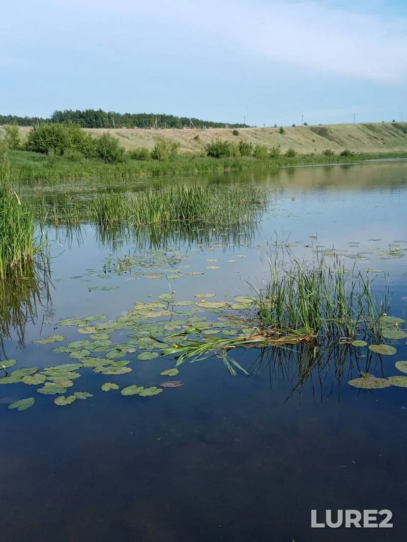 Голавль