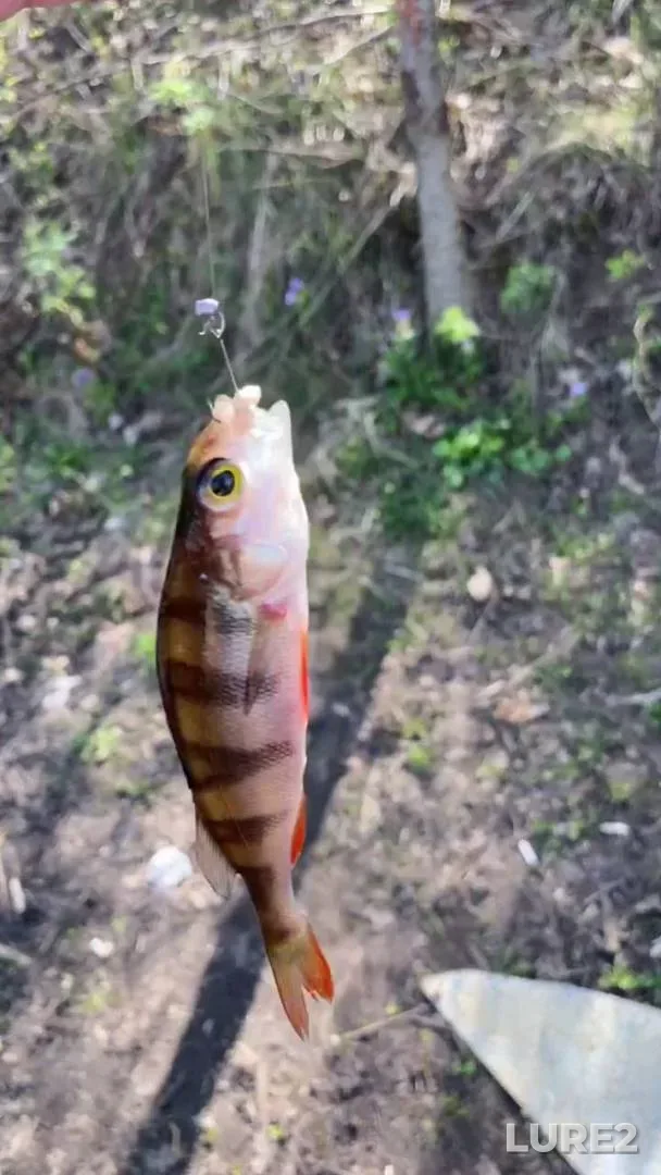 Окунь
