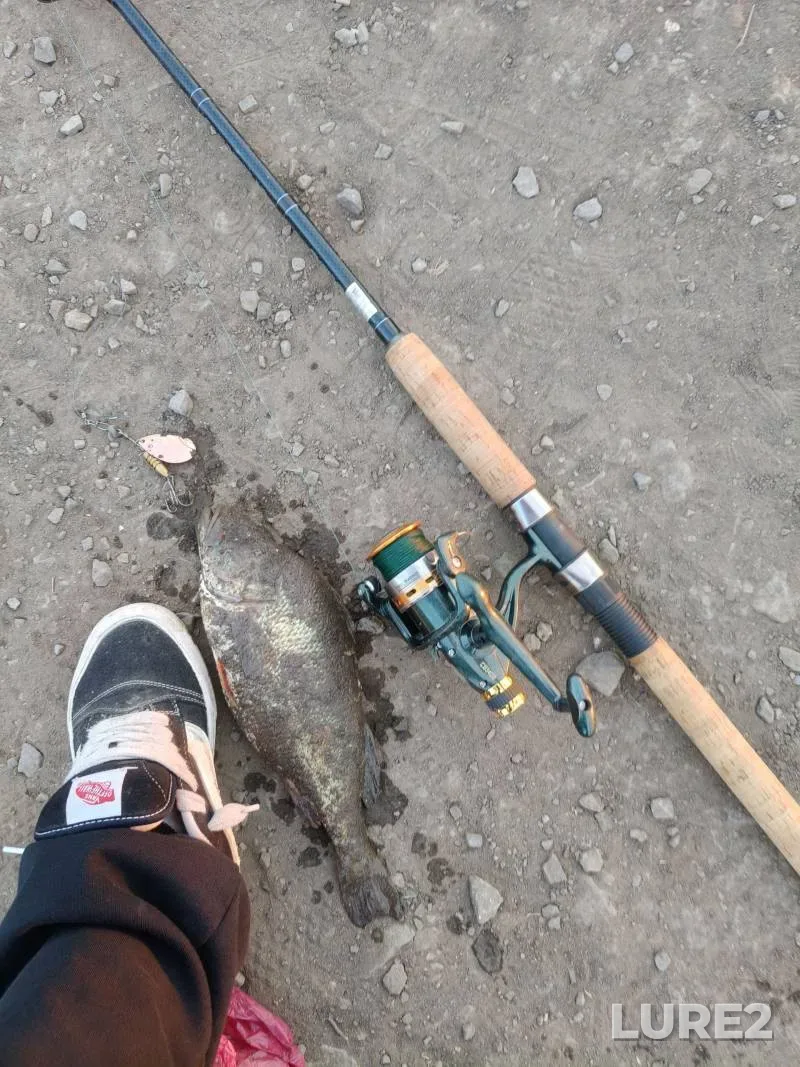 Окунь