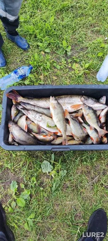 Окунь, Щука