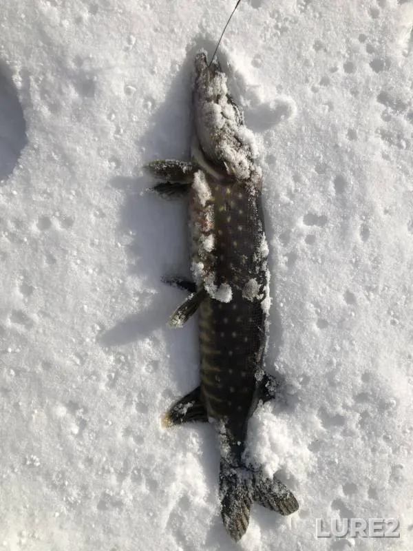 Щука
