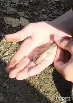 Окунь