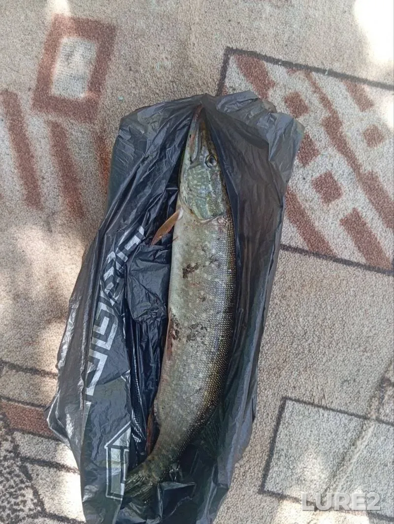 Голавль, Щука
