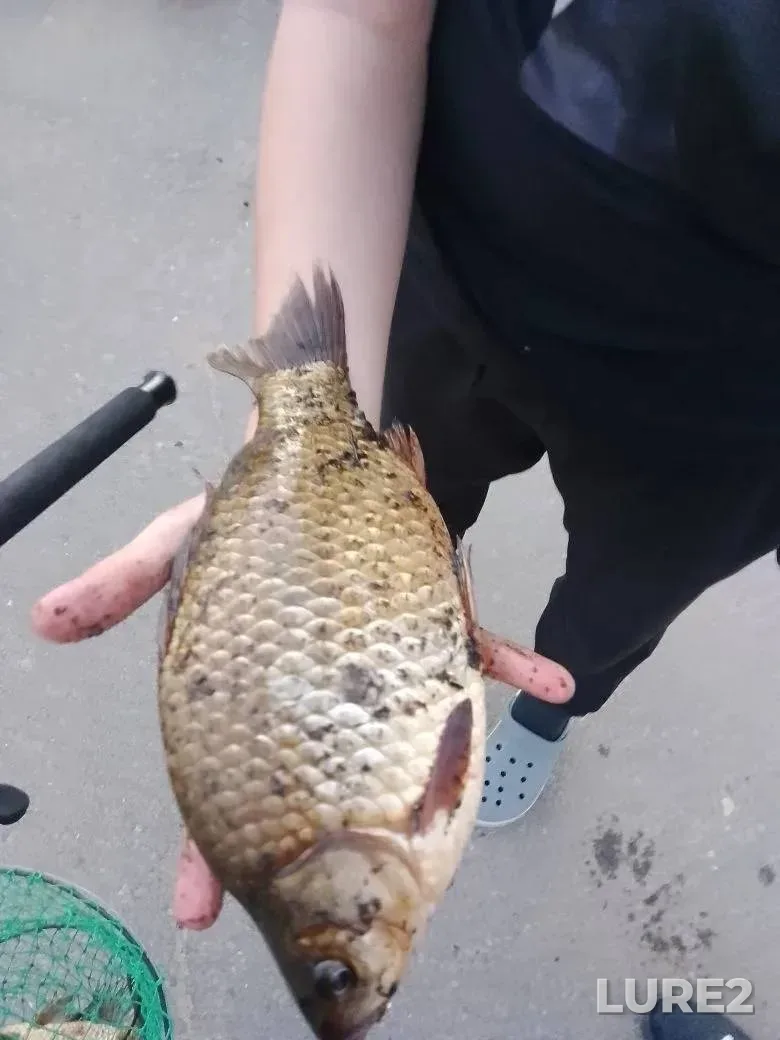 Карась