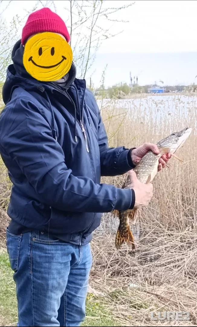 Щука