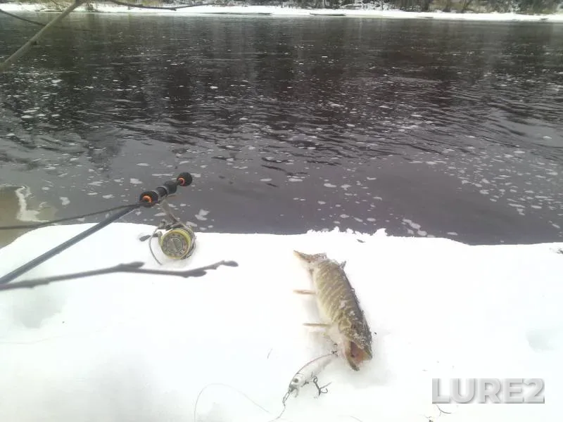 Щука