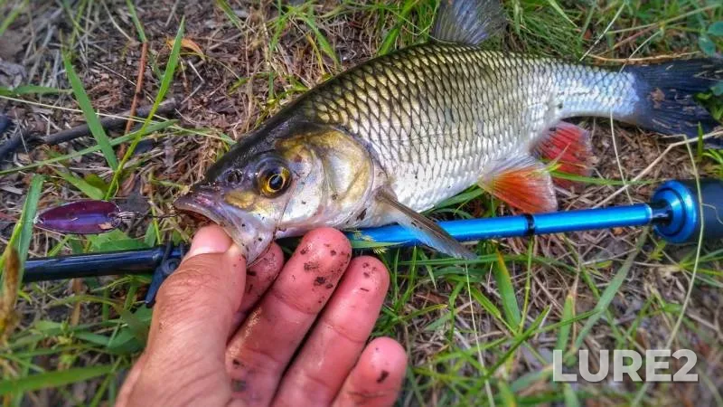 Голавль, Окунь