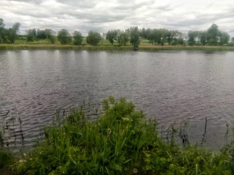 Уклейка, Карась