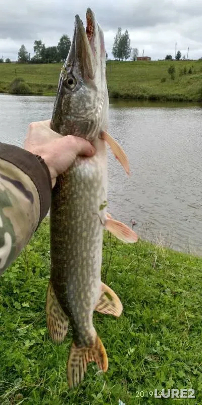 Щука
