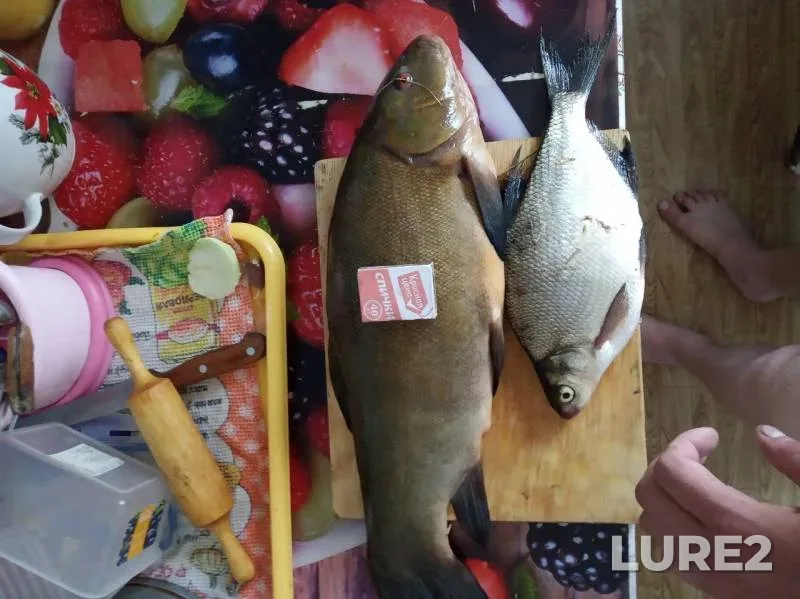Лещ, Линь