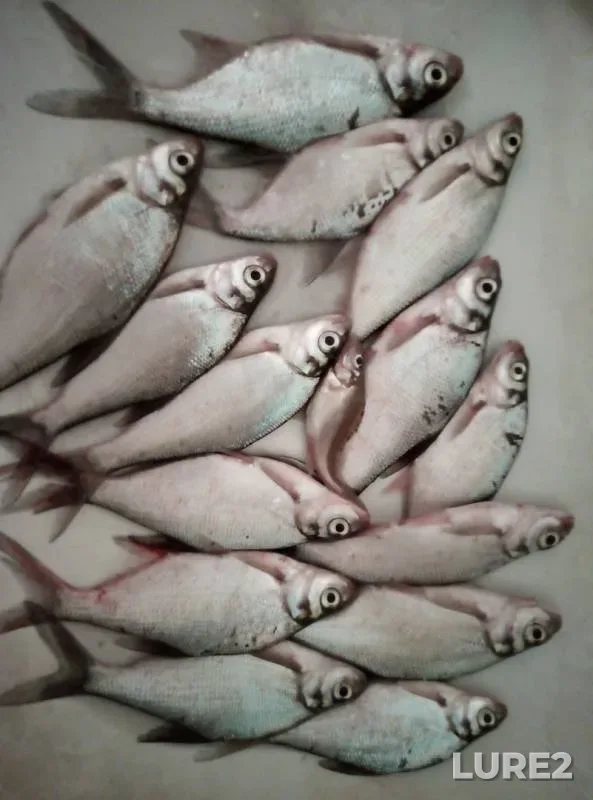 Лещ