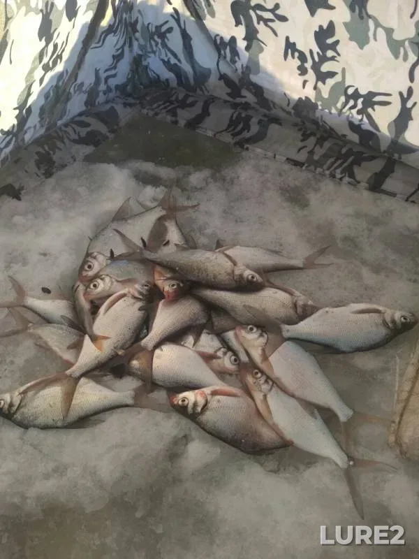 Лещ