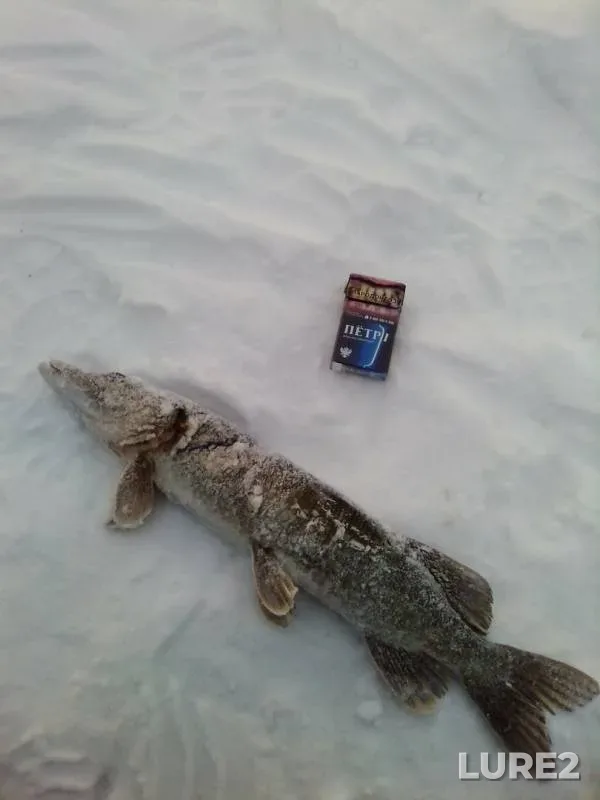 Щука