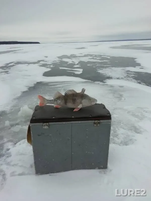 Окунь