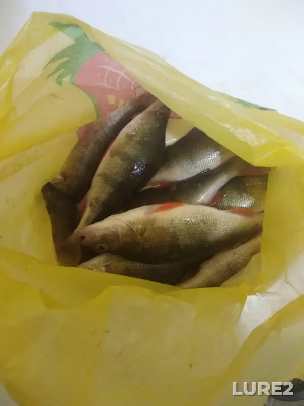 Окунь