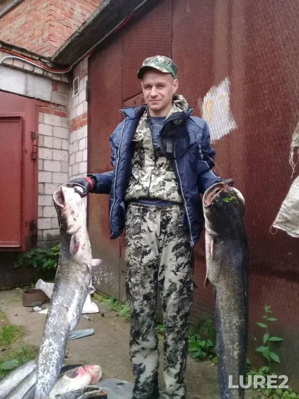 Сом