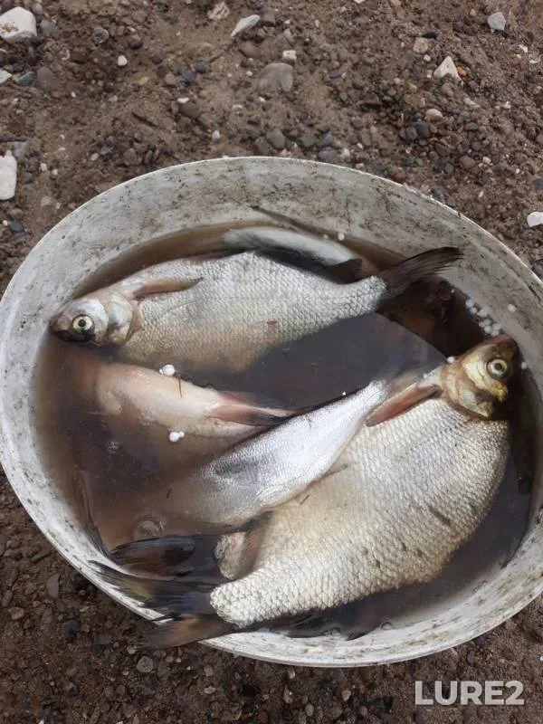 Лещ