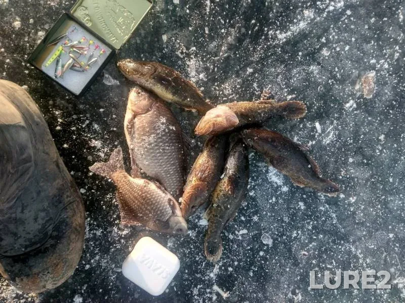 Карась