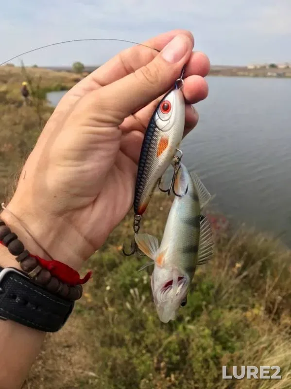 Окунь, Щука