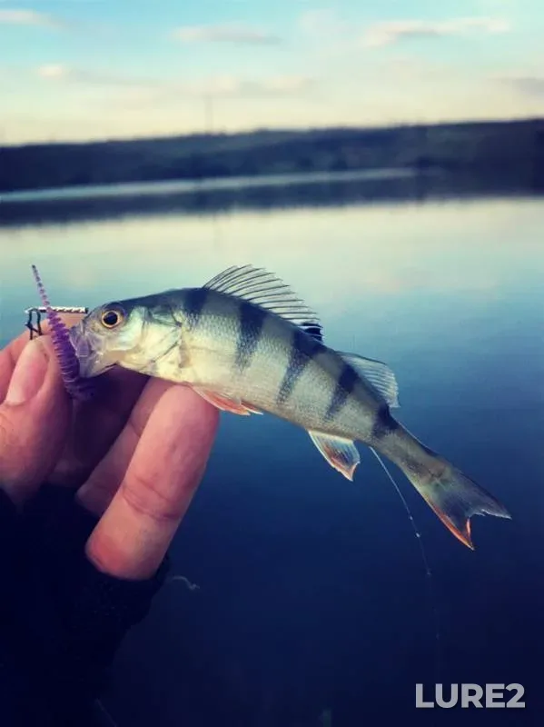 Окунь