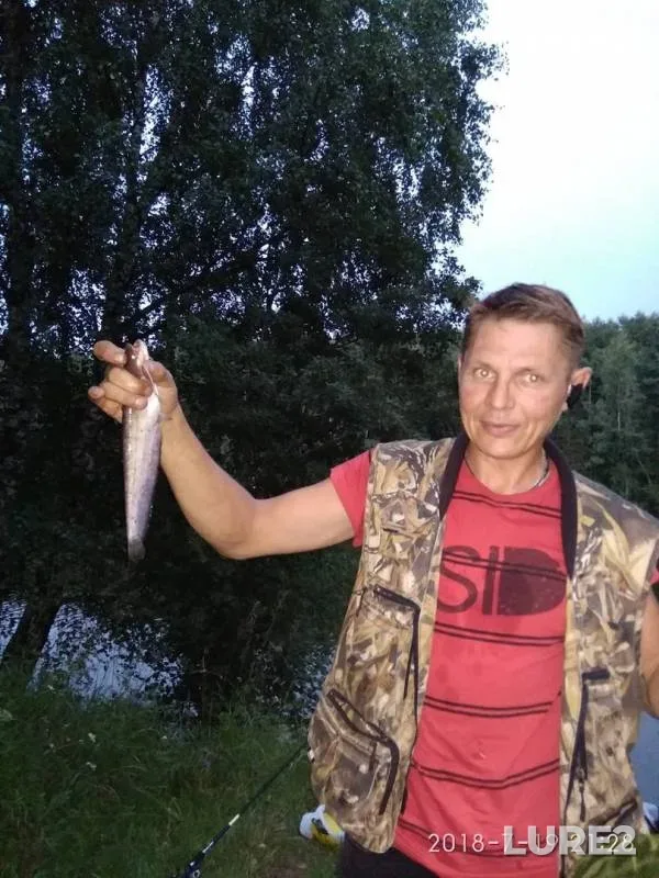 Сом, Окунь