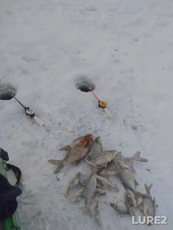 Лещ