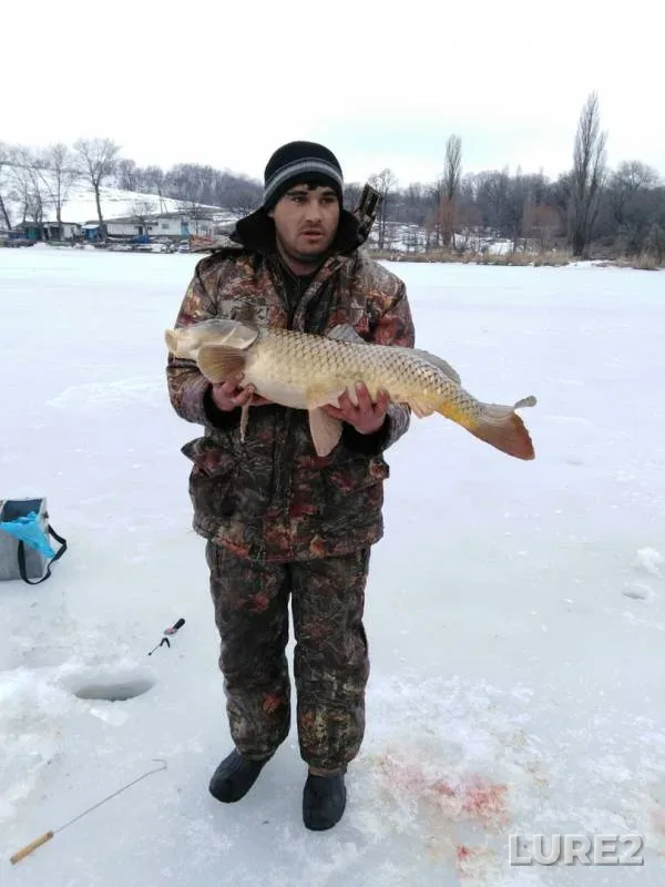 Карп