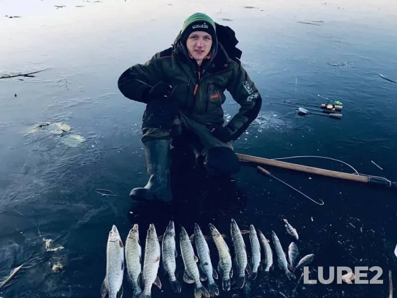 Окунь, Щука